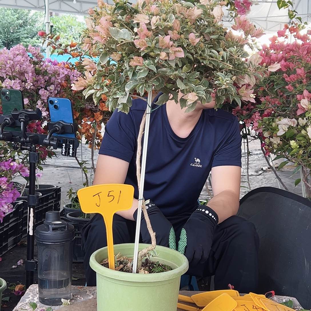 用***7大部分花苞少量开放J51少女心