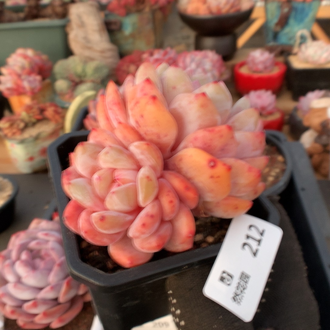 212蒙克多肉植物66666