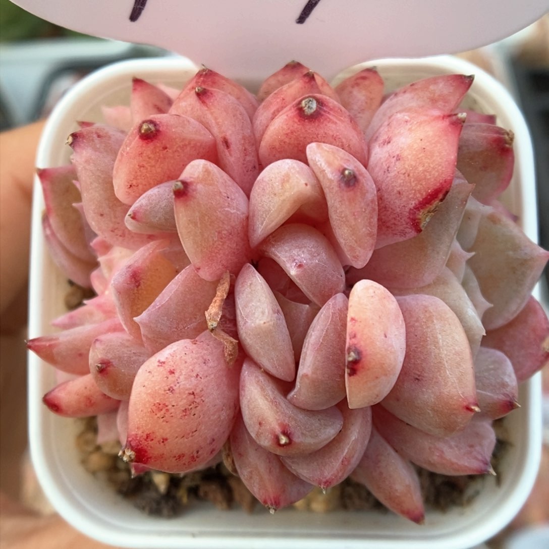 糖心缀化可拍914号。