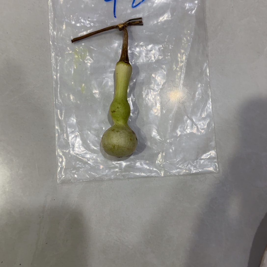 希***煕青皮不包成青皮不包成