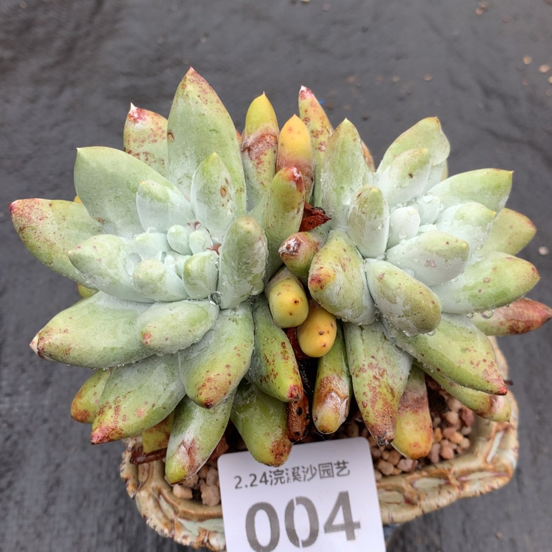 拇指004多肉植物