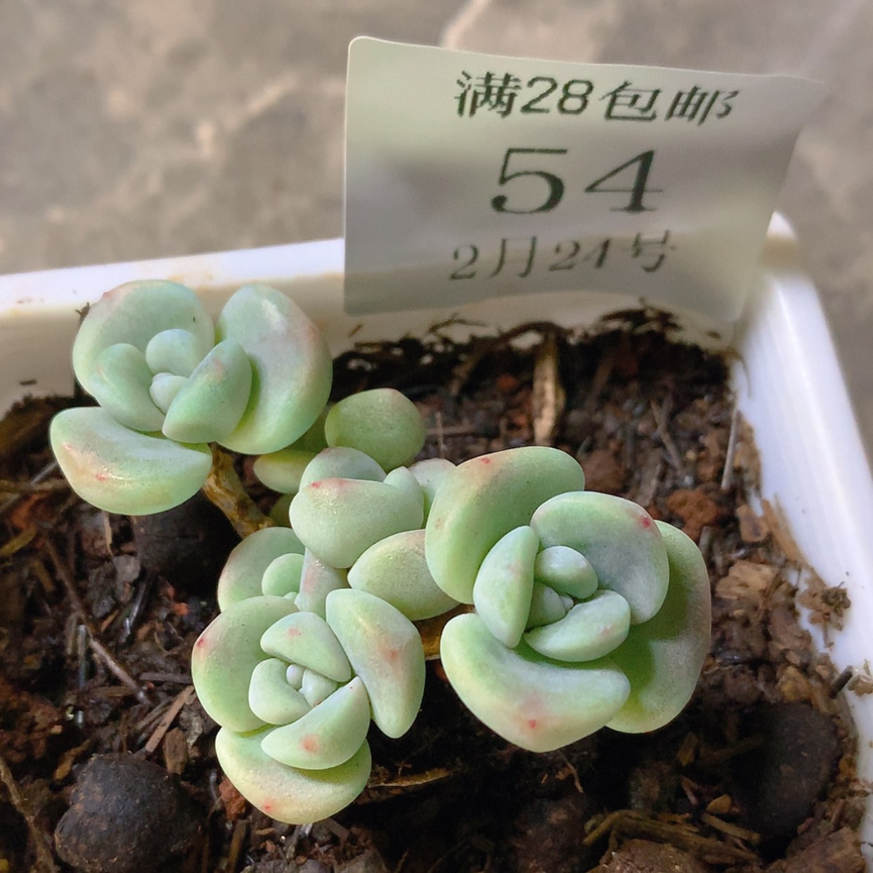 【闪购商品】云54号