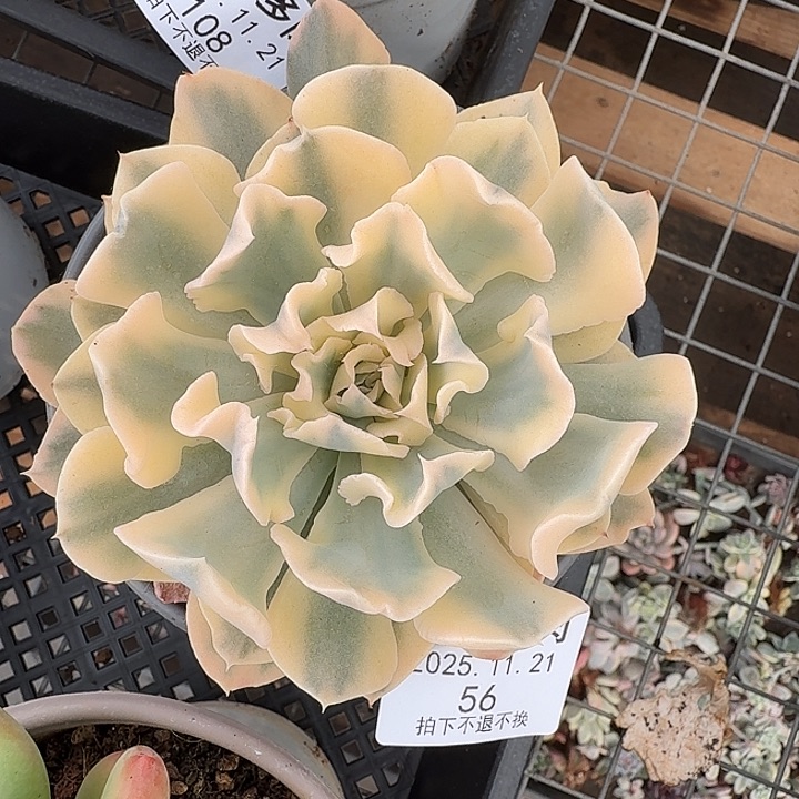 利比里亚锦111121-56