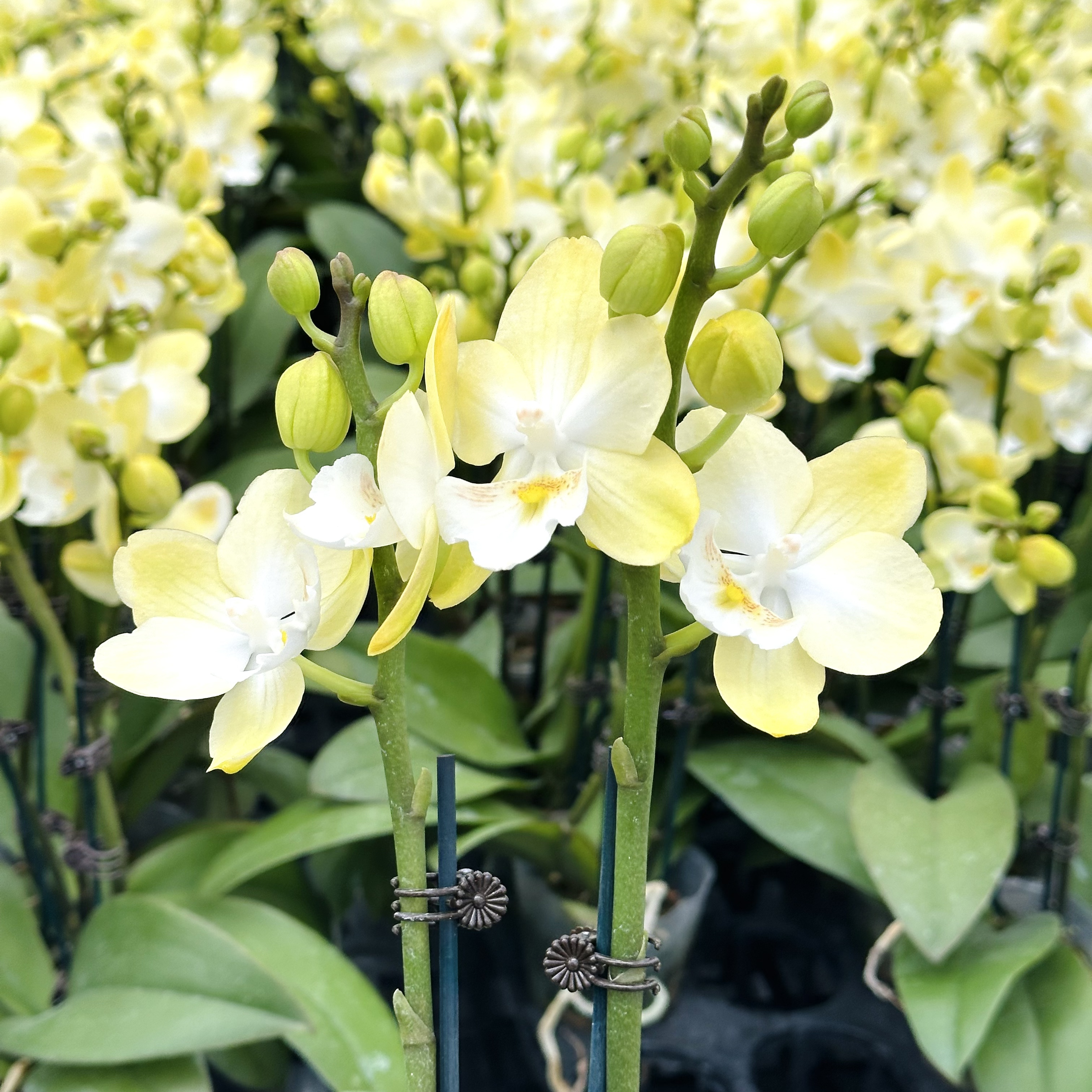 蝴蝶兰【大唇玉兔】花色娇艳耐养适合室内观赏 送人送礼/双