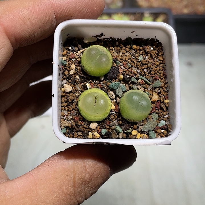 优***优当天凑满十八元包邮201