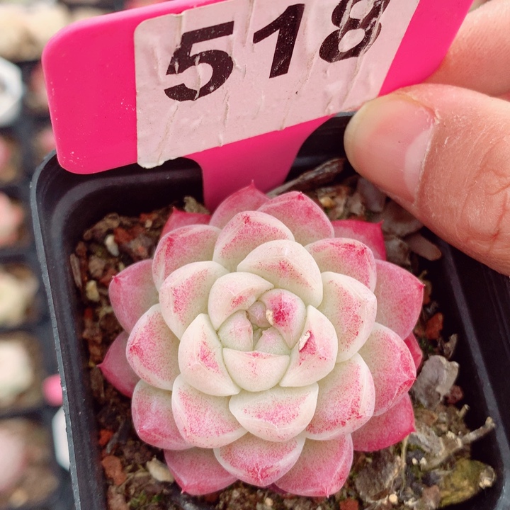 福利多肉植物5.5cm