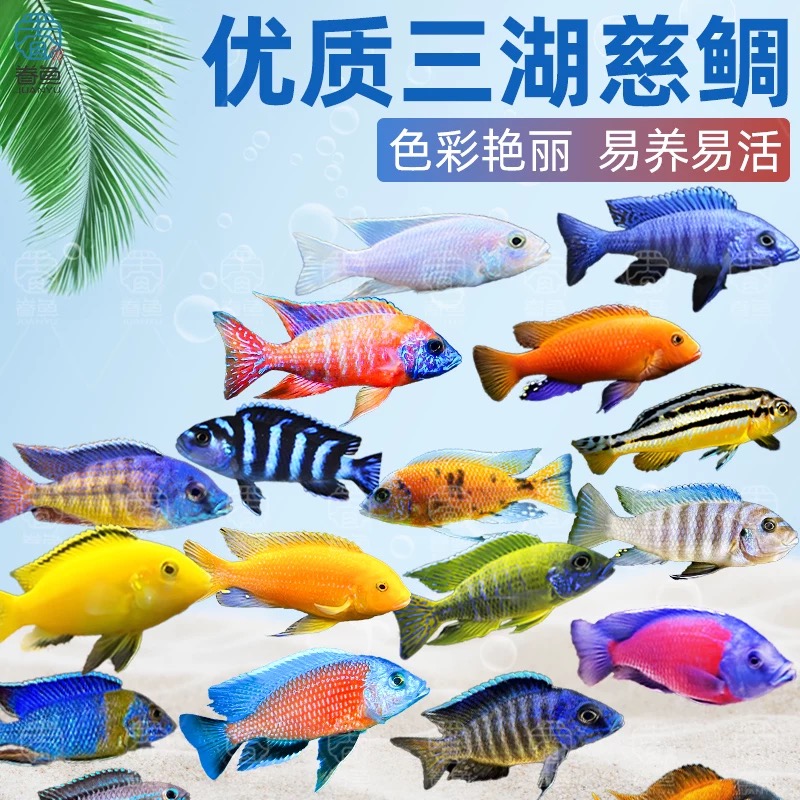 三湖慈鲷小型热带淡水观赏鱼活体群游鱼苗无需打氧