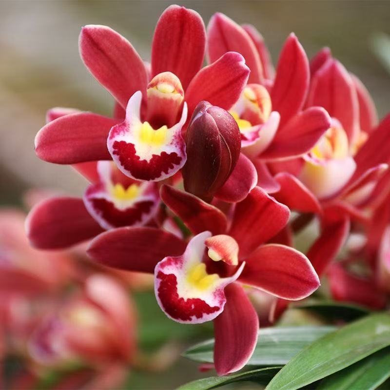 兰花【红双喜带5-6支花剑】鲜花花卉绿植盆栽带花苞-免费保温发货