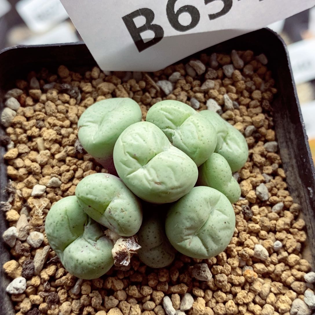 我的小姐姐们都是654