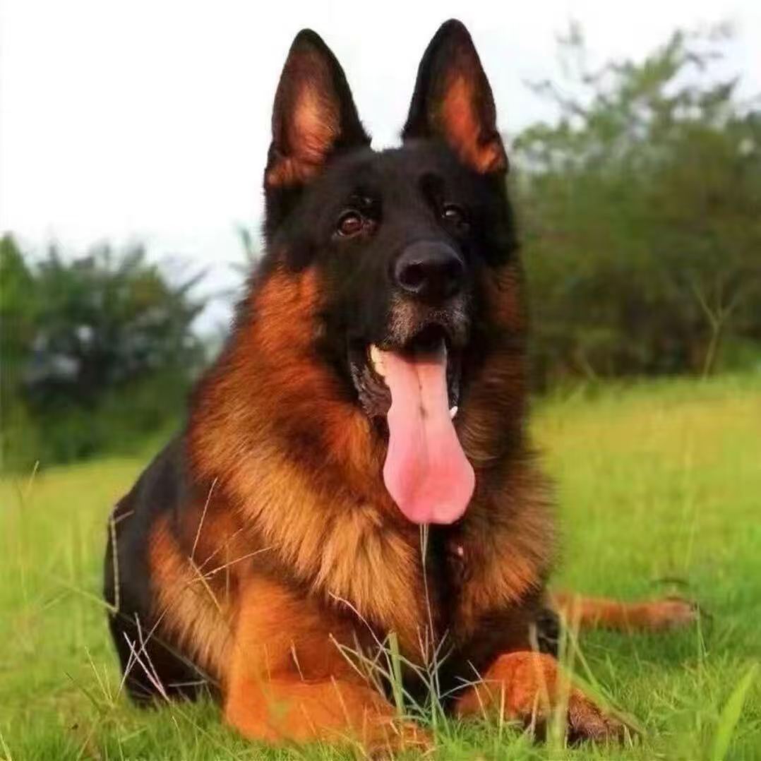 保定精品德牧活体链接一物一拍