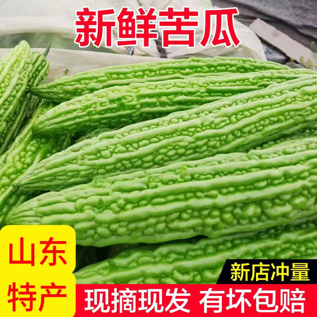 【新店冲量】新鲜苦瓜山东寿光苦瓜新鲜现摘现发农家自种青皮苦瓜