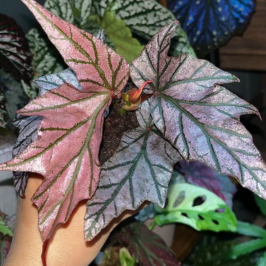 【新疆包邮】迪米特里秋海棠粉色珠光稀有秋海棠Begonia Dimitri