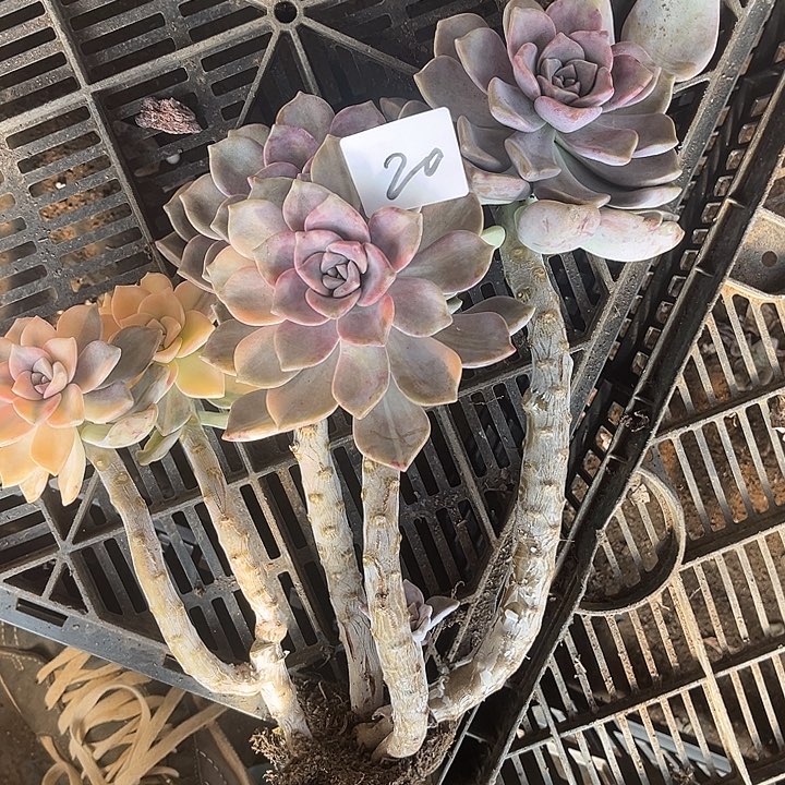 平***季紫乐景20号多肉植物