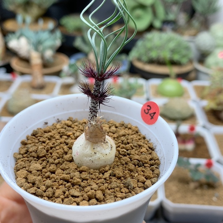 Gv弹簧草母本带盆34