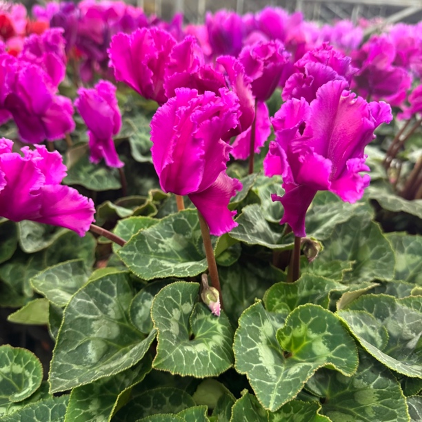 紫色皱边仙客来仙客来仙客来品种花量多（不要换盆）