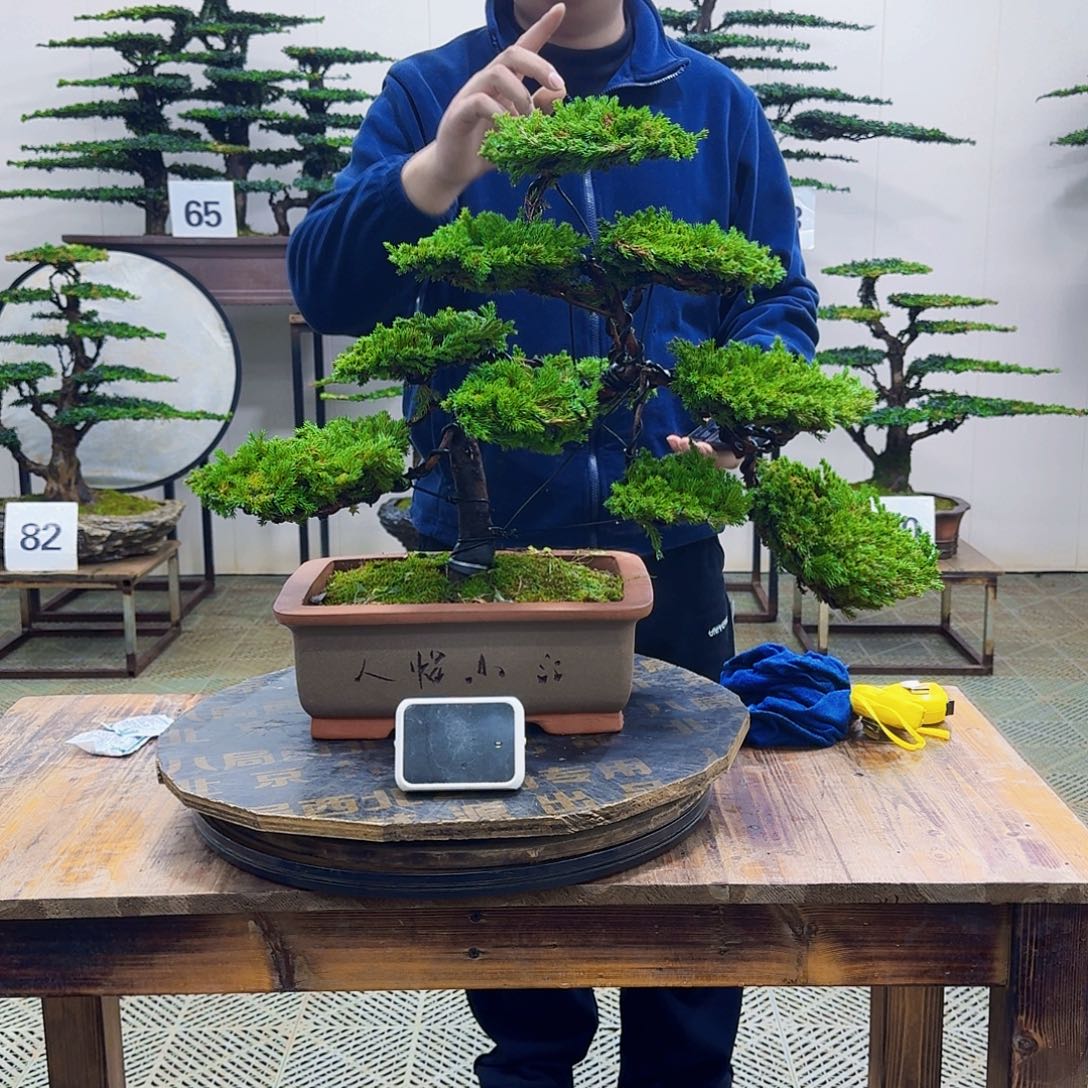 无花朵柏树造型盆景