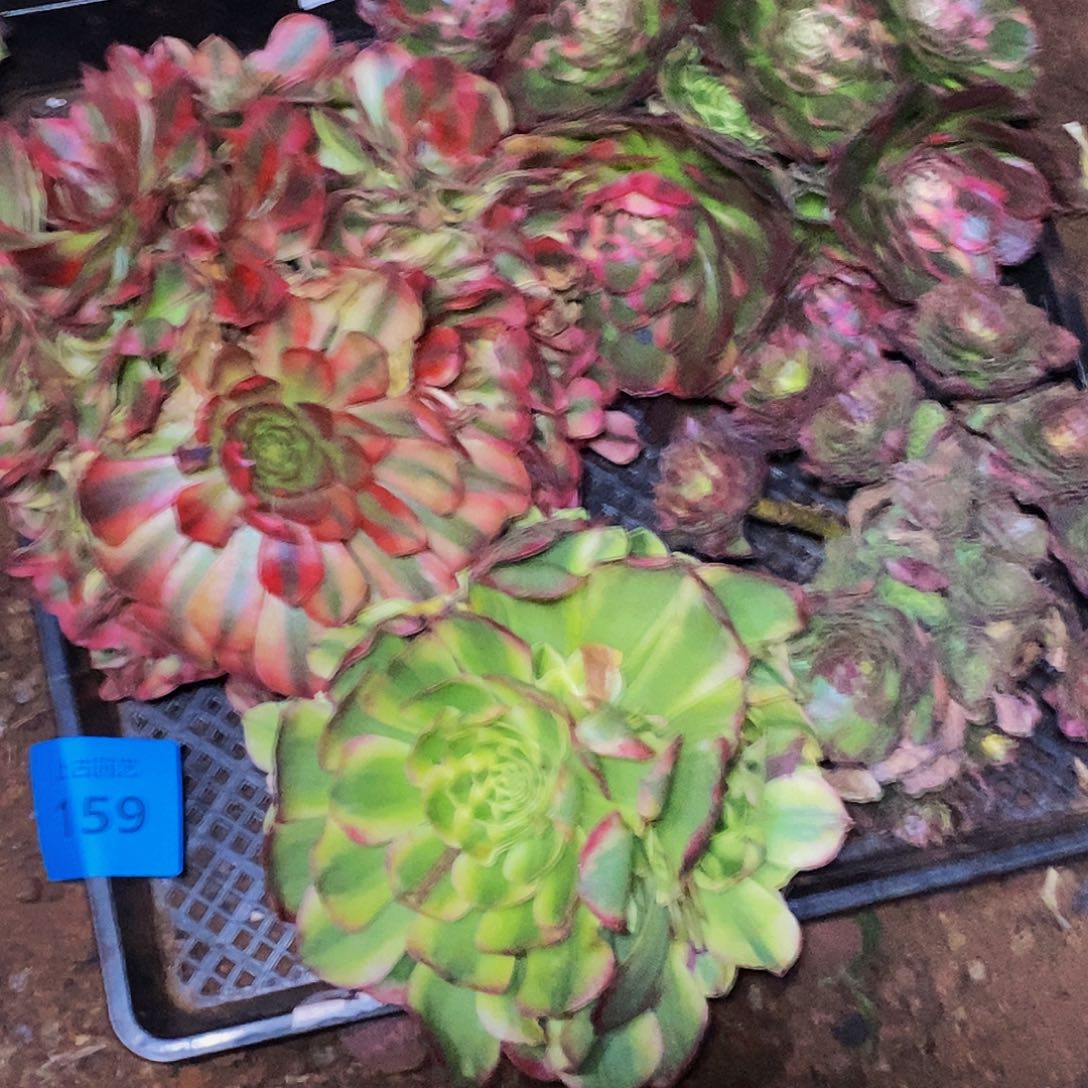 上古园艺多肉植物159