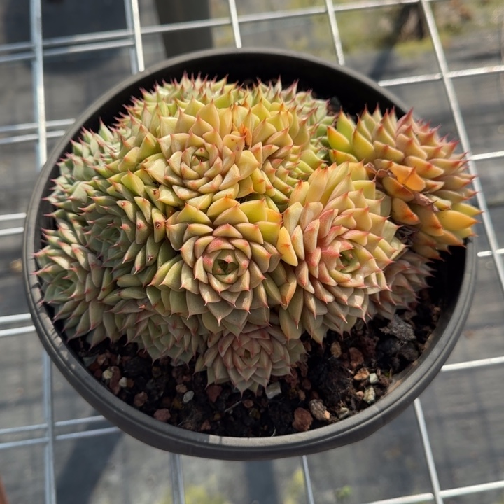 笨巴多肉植物绿植