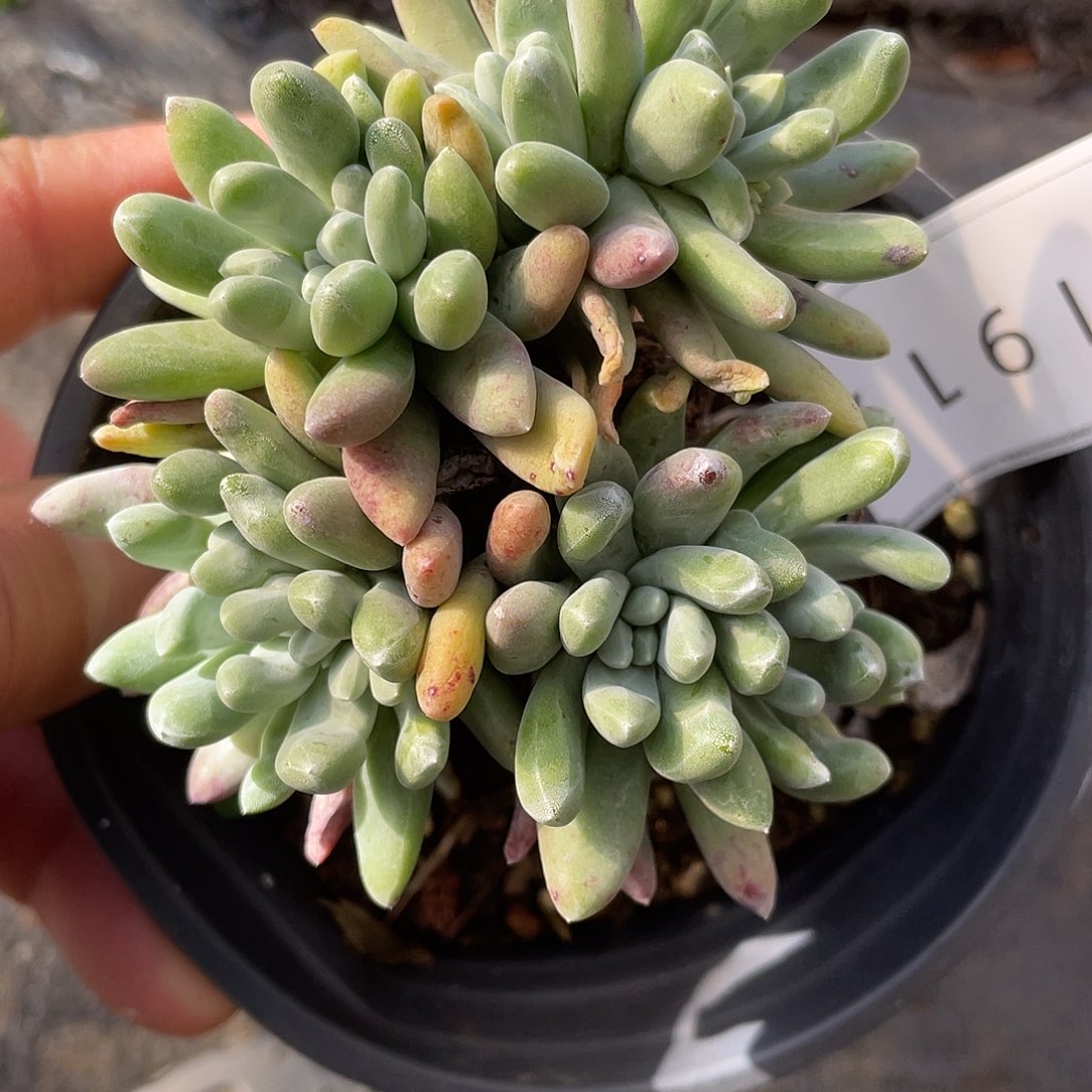 小叶拇指多头11917