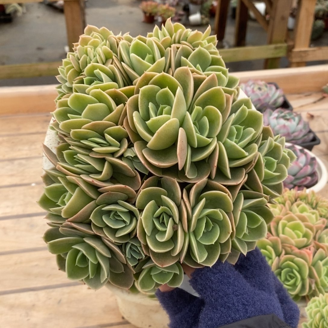 5007星纳塔缀化一物一拍