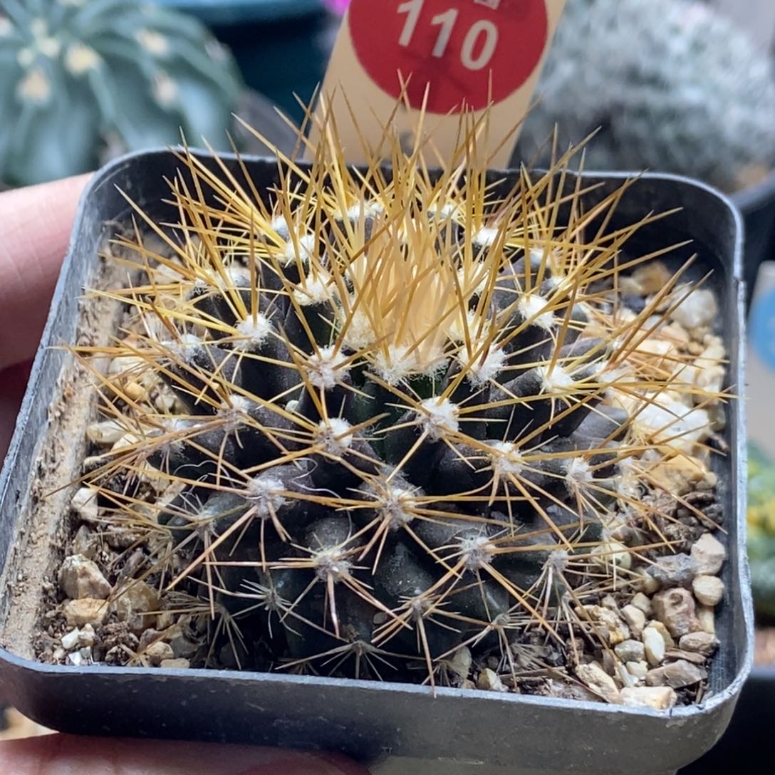 实生粗刺金银司一棵仙人球