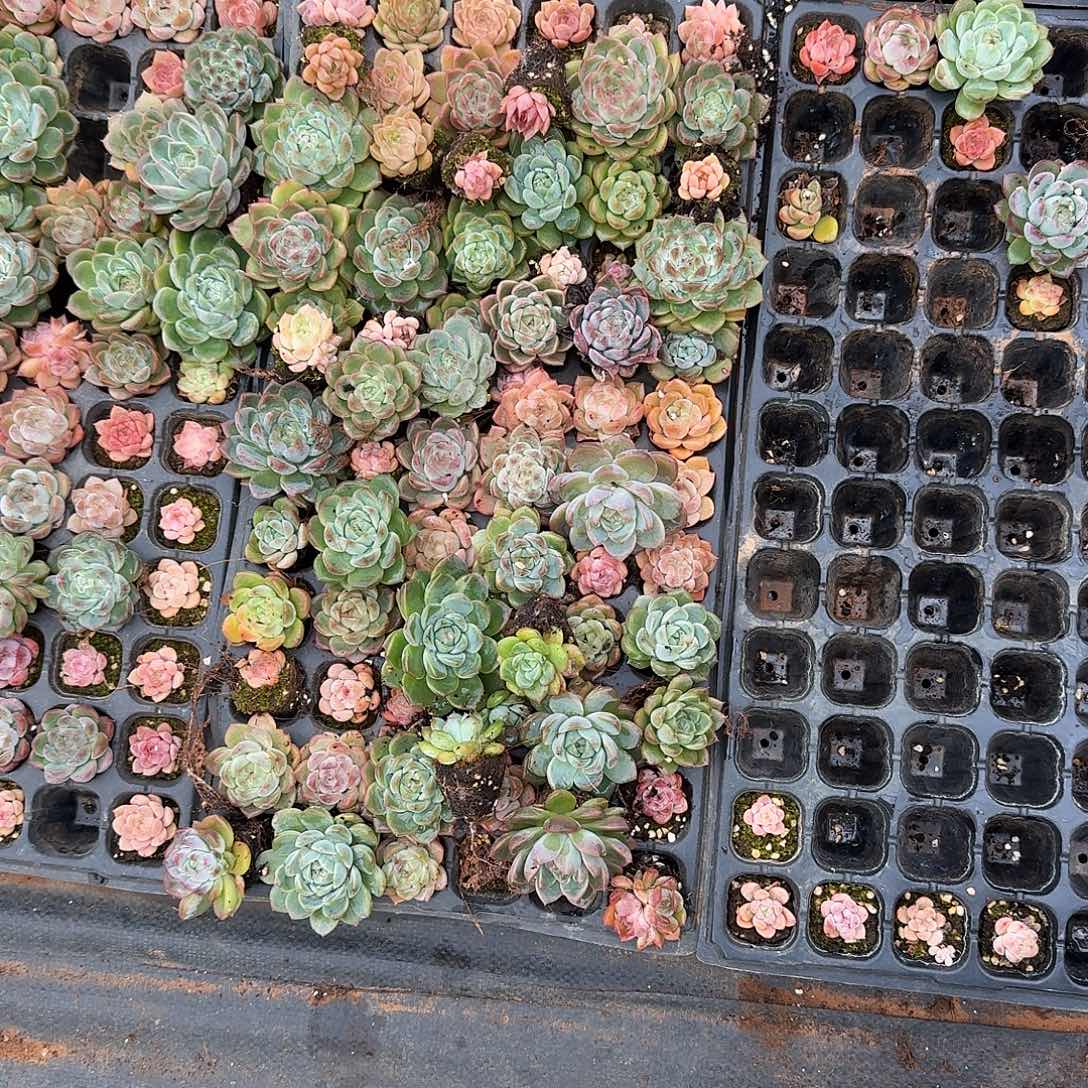 3-43中门左五珍妮大小混合一穴盘（见样品）量拍发货