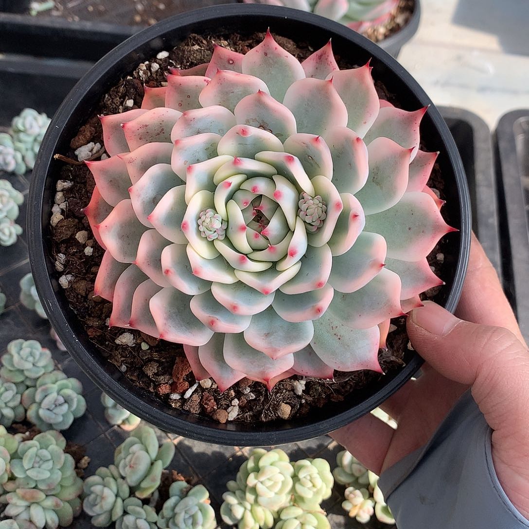 294吉娃娃锦多肉一棵12厘米