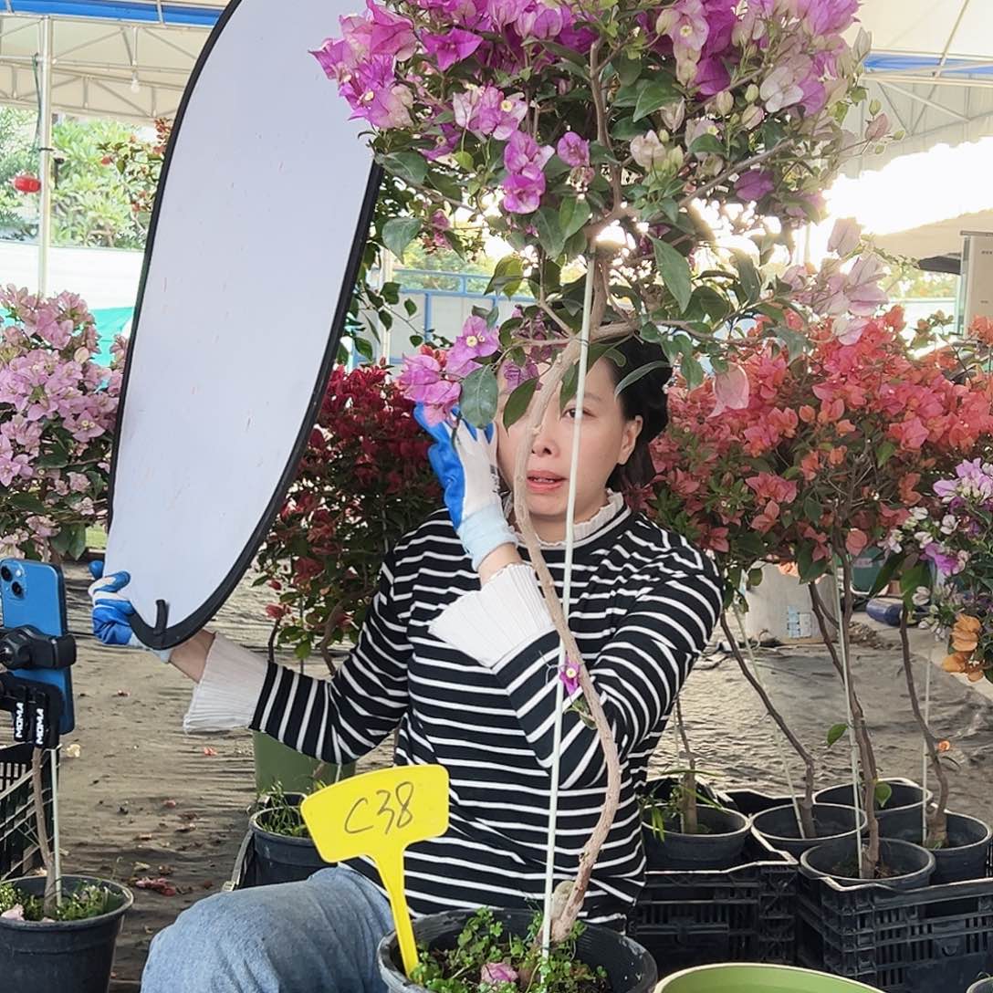 小***条大部分花苞少量开放C38雪紫