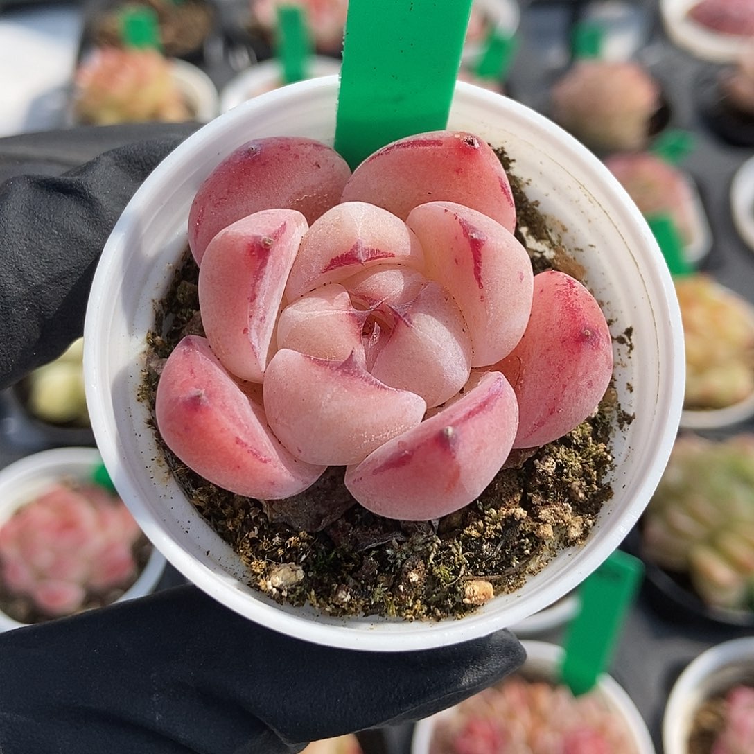 40  星宝精品多肉