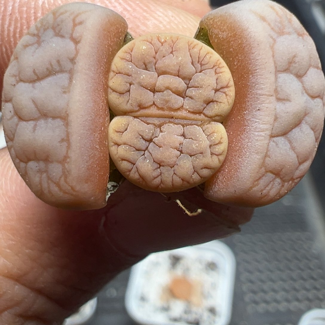 【闪购商品】673……