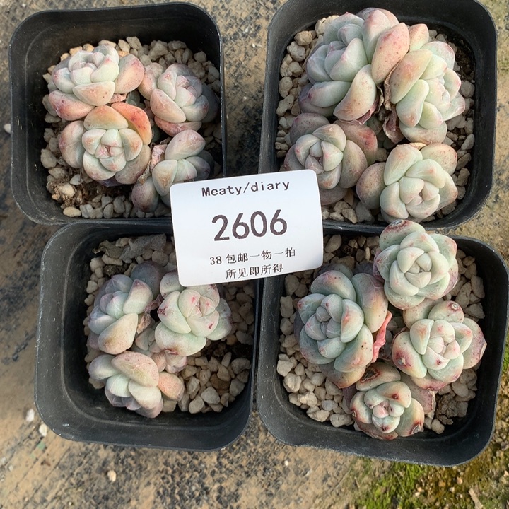 2606四颗冰玉脱土包邮