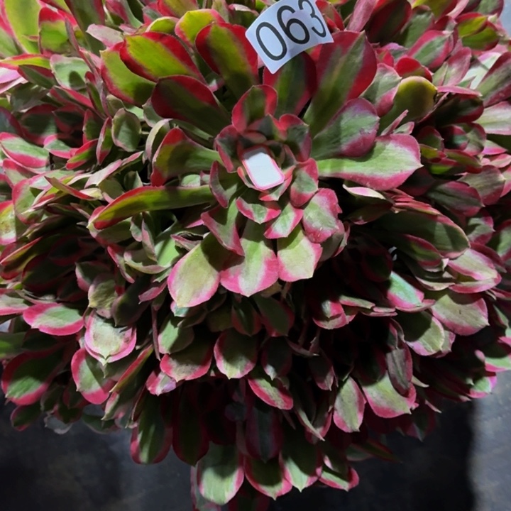 000000000063新品0000