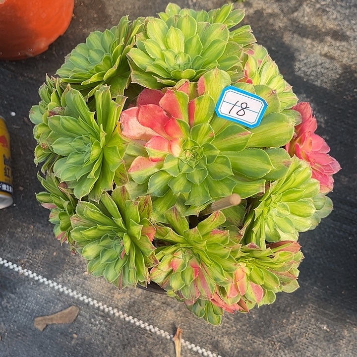 18知否法师多肉植物