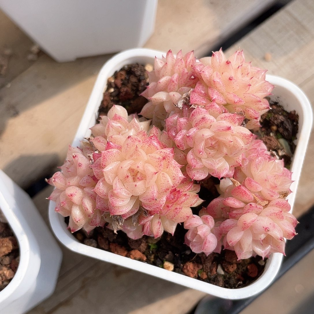 o**星优选麦秆福利8724