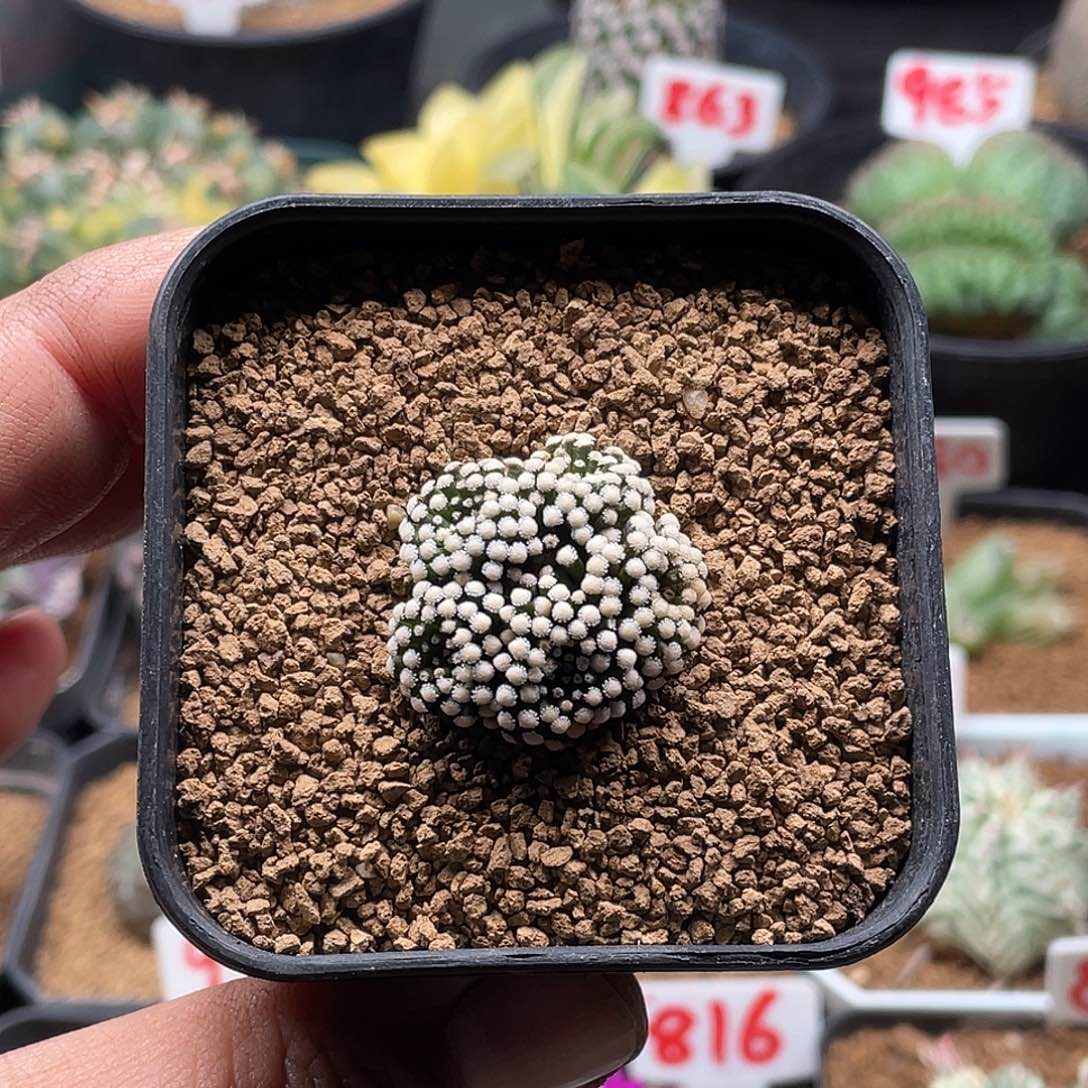 莲花松针牡丹仙人球