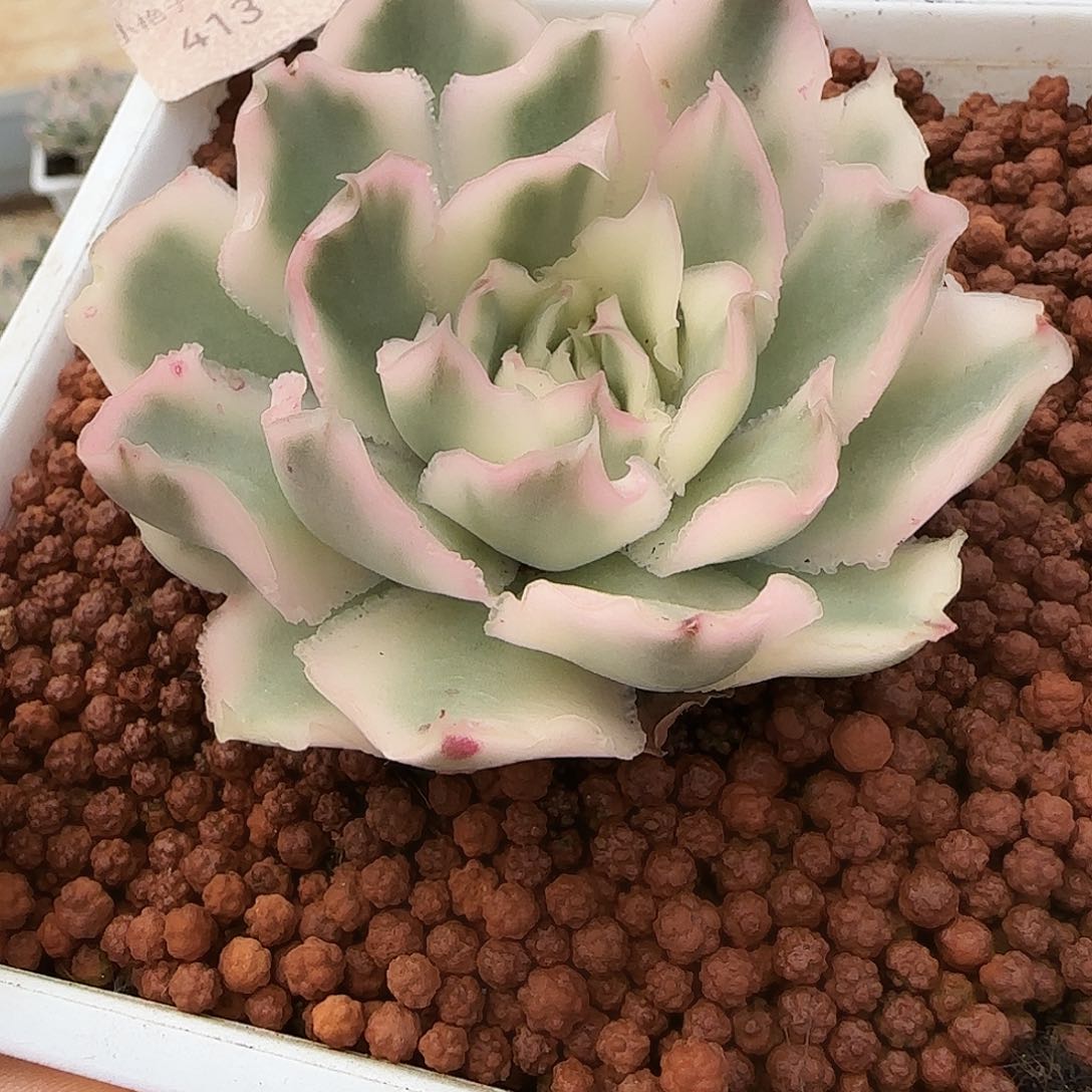 413紫蝴蝶锦多肉植物