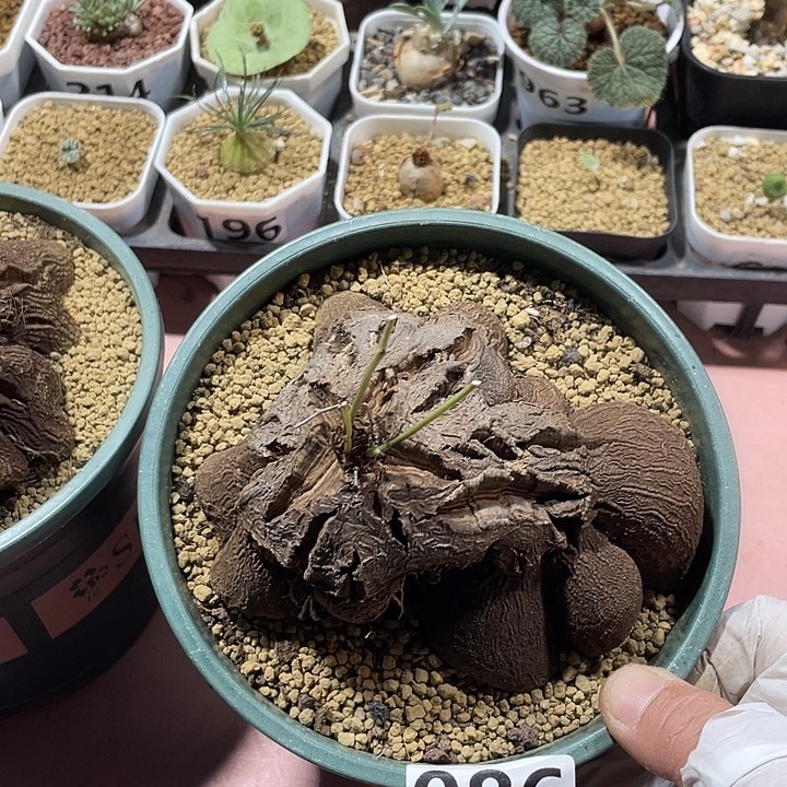 086超大象足龟甲龙块根