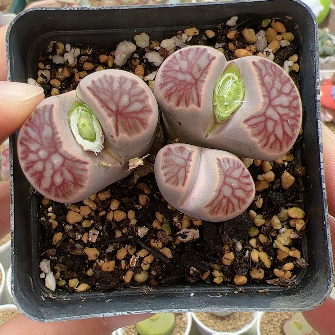 【闪购商品】220 连纹菊