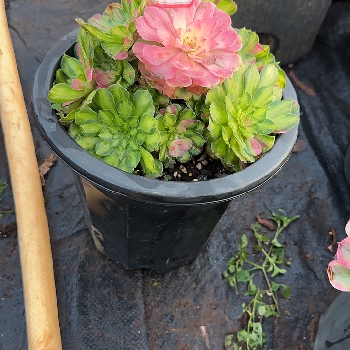 精品多肉植物0020