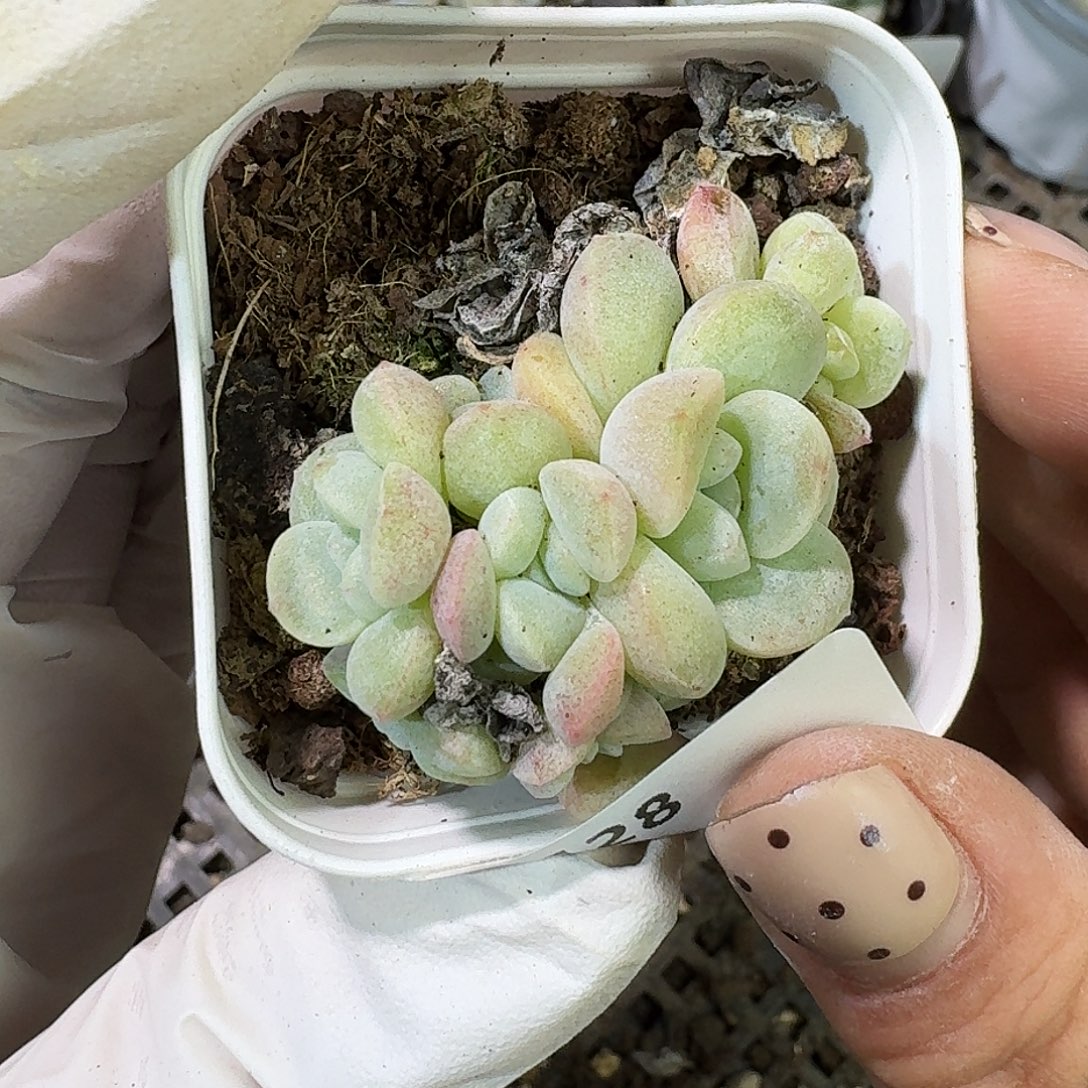 128 号到手1框～一物一拍