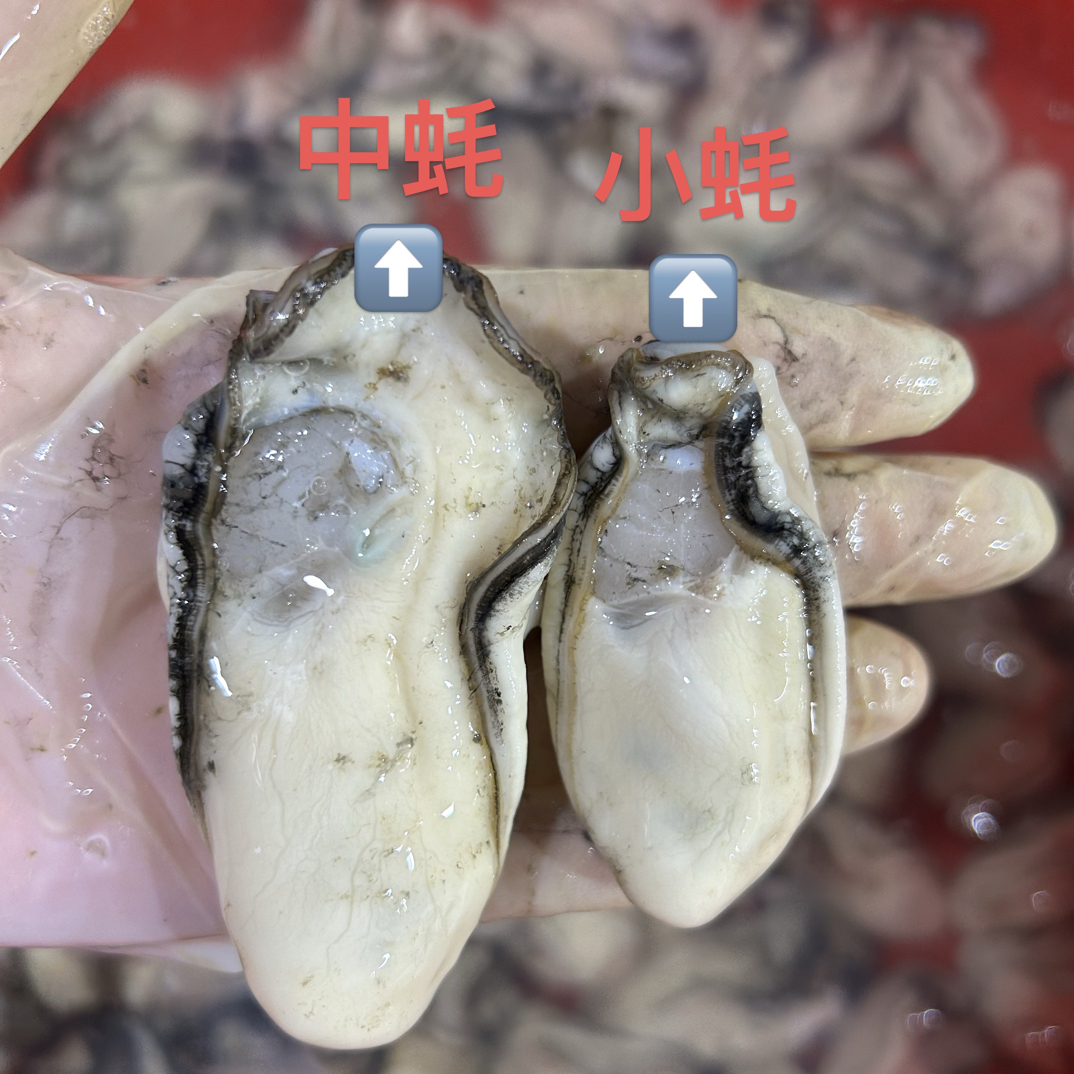 正宗台山生蚝中蚝 现开现发 新鲜美味适合聚餐 一斤16-18只