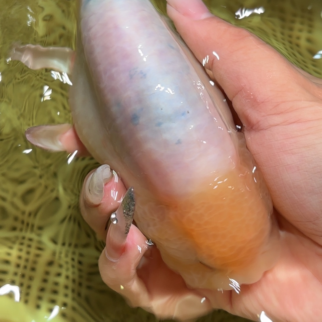 ****金鱼拍包装箱包邮，不拍包装运费到付