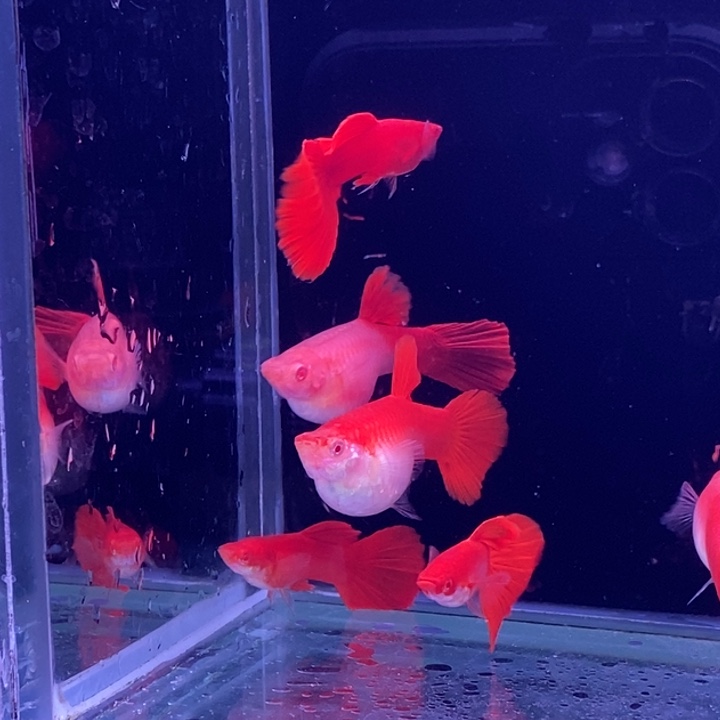 孔雀鱼紫麟血红3对