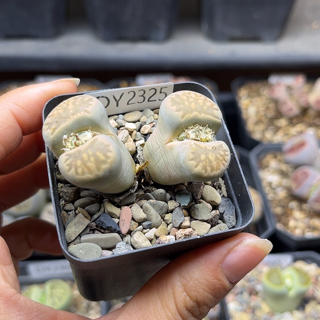 一物一拍菊母本2325