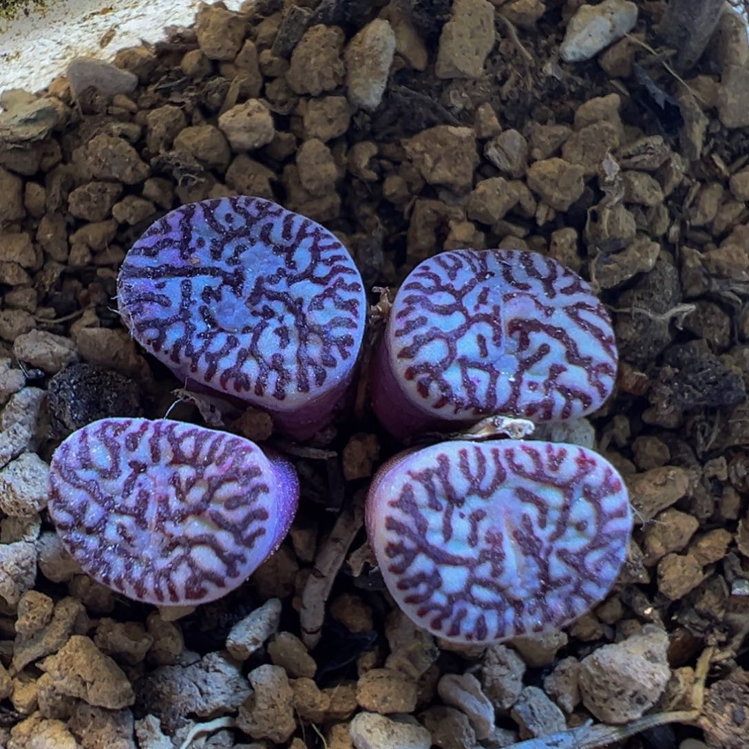 12多肉植物百科墨小锥