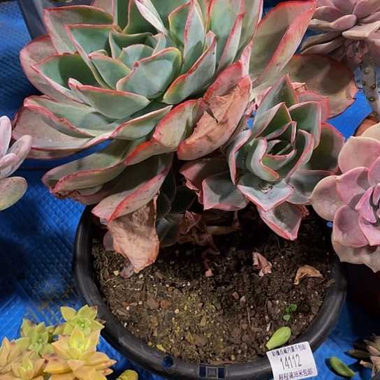 用****8肯尼迪14112多肉