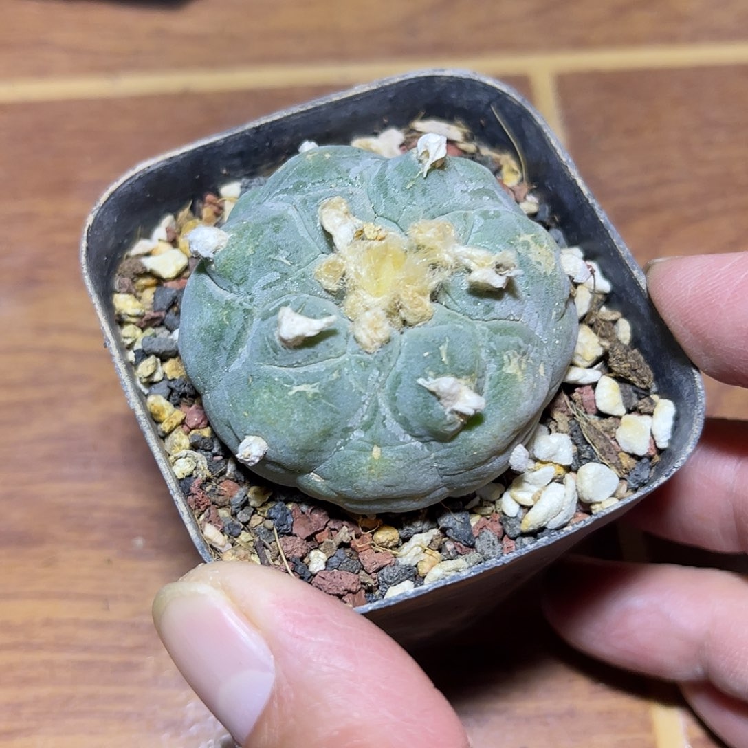 日系大尤银鱼一物一拍