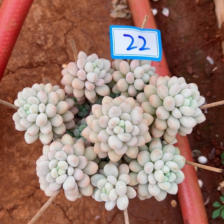 22洛可可平平安安健健康康