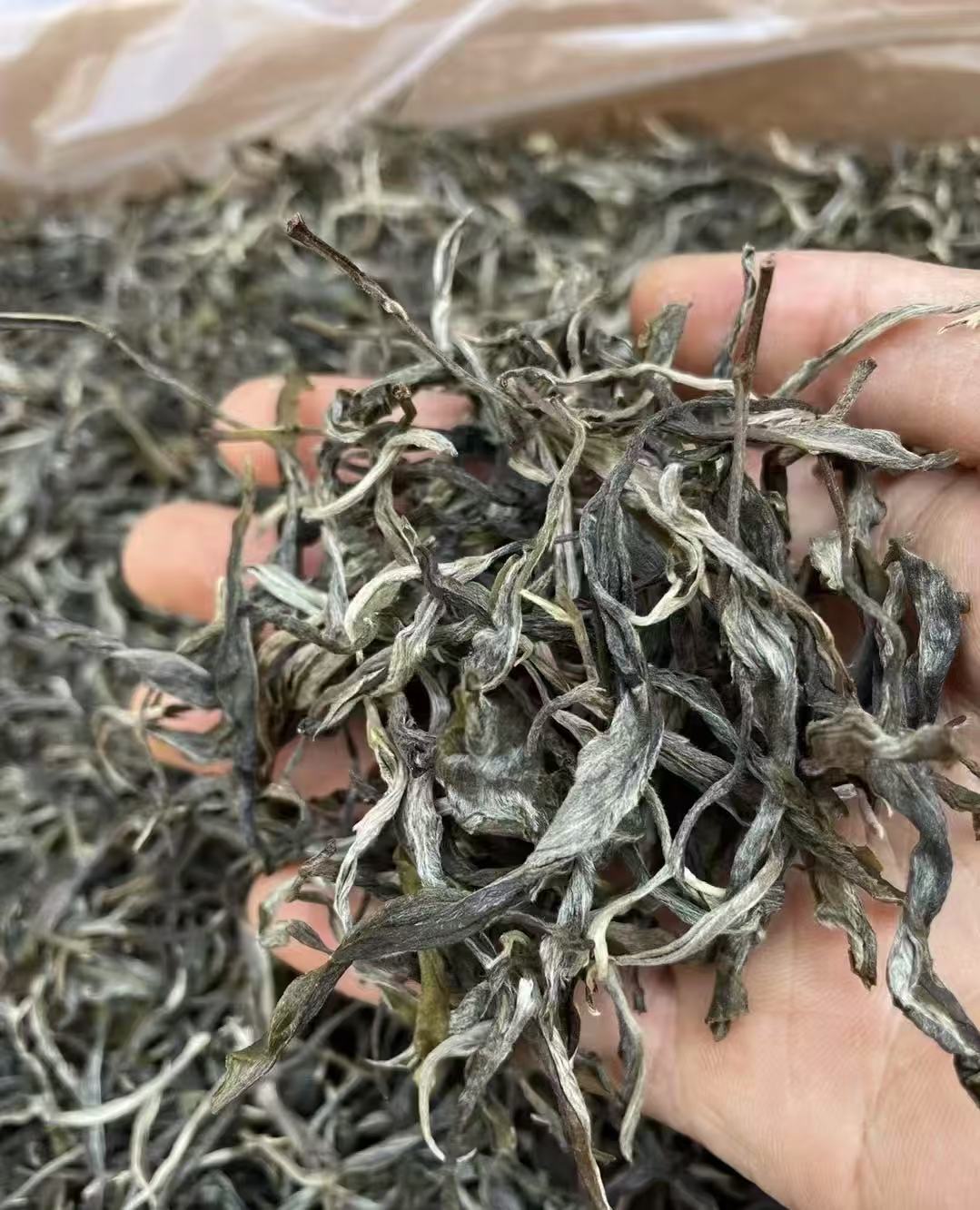 2025年-帕亚贡古树500年古树单株生茶-MD0096--峰总