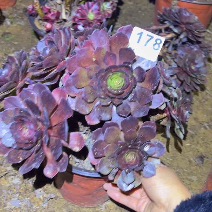 不包损黑魔多肉植物178